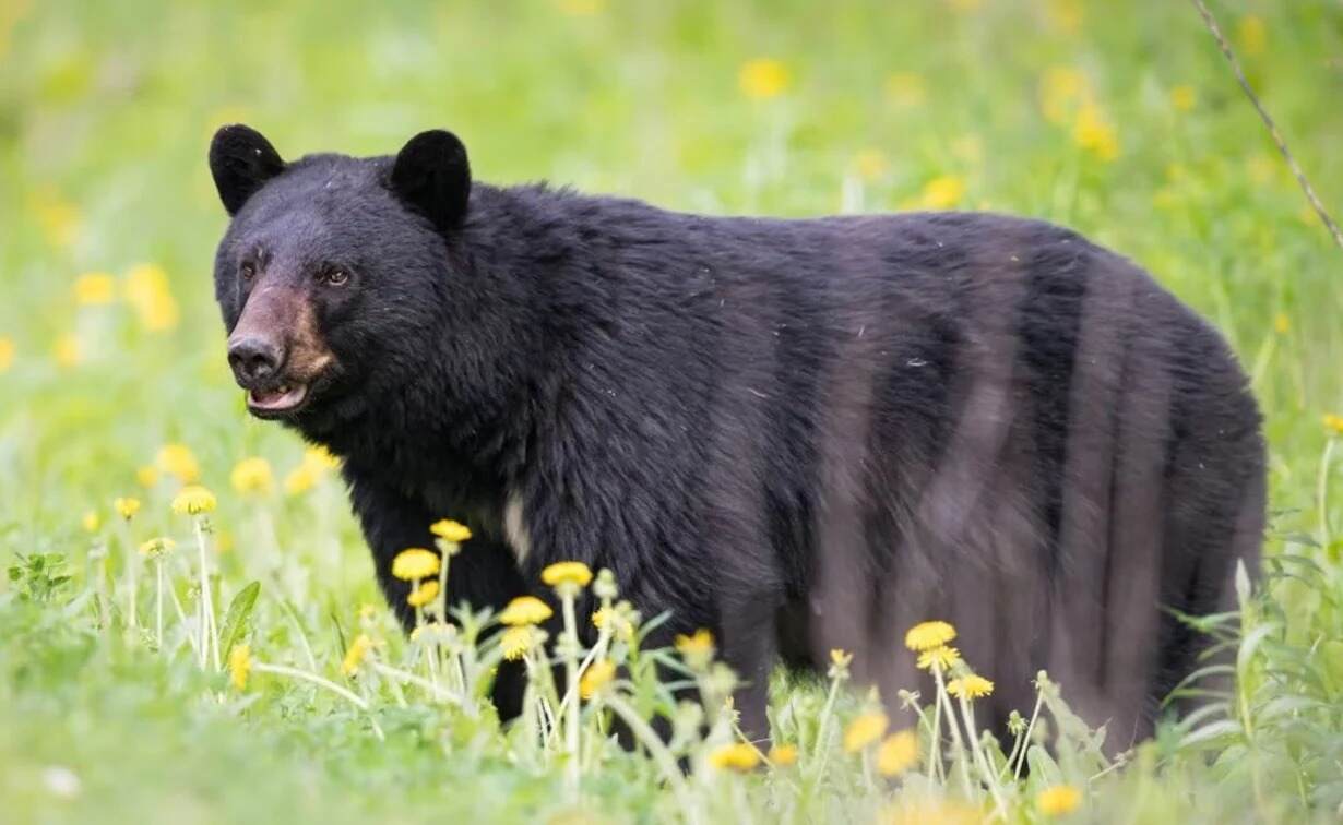 Singrauli Bear Attack : जैसे ही युवक शौच करने बैठा आ टपका भालू , फिर ऐसे बची जान