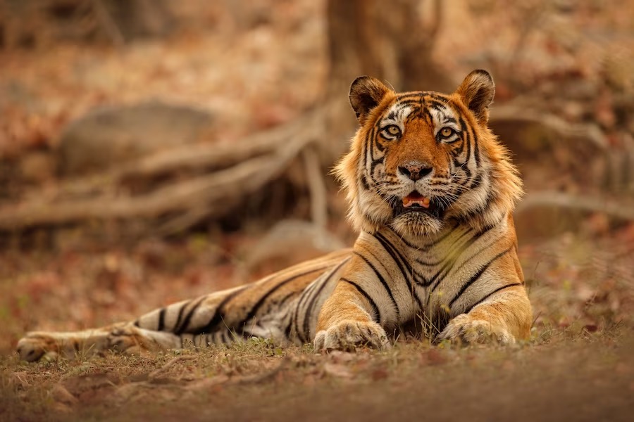 Bandhavgarh Tiger Reserve : बाघ ने बुजुर्ग को बनाया अपना शिकार, हुयी मौत
