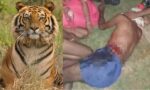 Bandhavgarh Tiger Reserve : बाघ ने बुजुर्ग को बनाया अपना शिकार, हुयी मौत