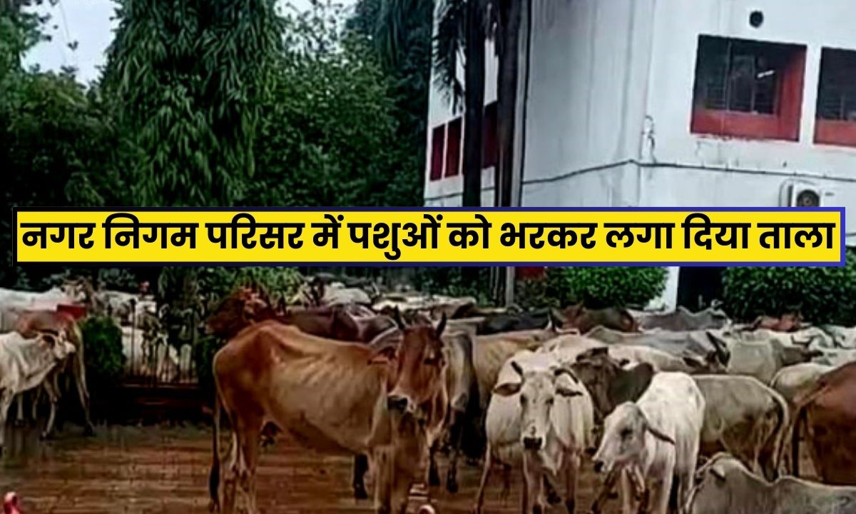 Singrauli News : पशुओं ने किया नाक में दम तो ग्रामीणों ने नगर निगम परिसर में पशुओ को डालकर बाहर से जड़ दिया ताला