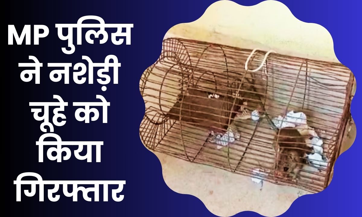 Rat arrested in MP : एमपी में आया अजब गजब मामला नशेड़ी चूहे को पुलिस ने किया गिरफ्तार