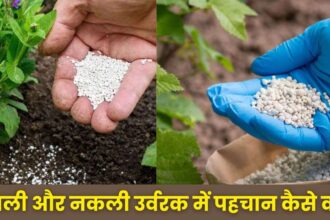 Identification Of Fertilizer : किसान भाई असली और नकली उर्वरक में पहचान कैसे करें, उपसंचालक कृषि ने बताए आसान तरीके