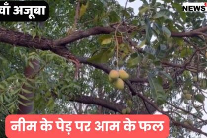 MP Viral News : ये है दुनिया का 9वाँ अजूबा मध्य प्रदेश सरकार के मंत्री के नीम के पेड़ पर लग गए आम के फल