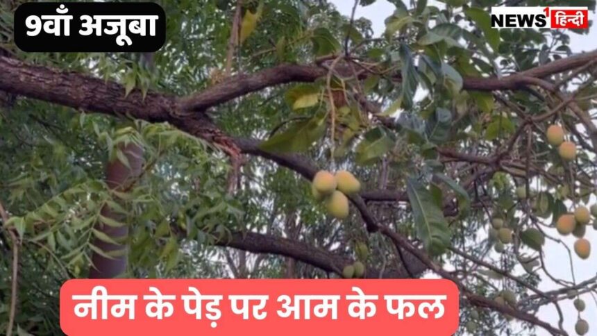 MP Viral News : ये है दुनिया का 9वाँ अजूबा मध्य प्रदेश सरकार के मंत्री के नीम के पेड़ पर लग गए आम के फल