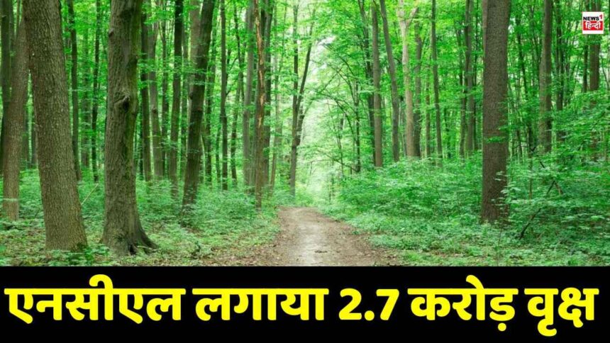 Singrauli Ncl News : एनसीएल ने रचा इतिहास, अब तक लगाया 27300000 वृक्ष