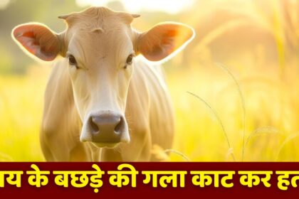 MP NEWS : आखिर में कौन बिगड़ना चाहता है मध्य प्रदेश का सौहार्द्ध, अब एमपी के इस जगह में गाय के बछड़े की गला काटकर हत्या