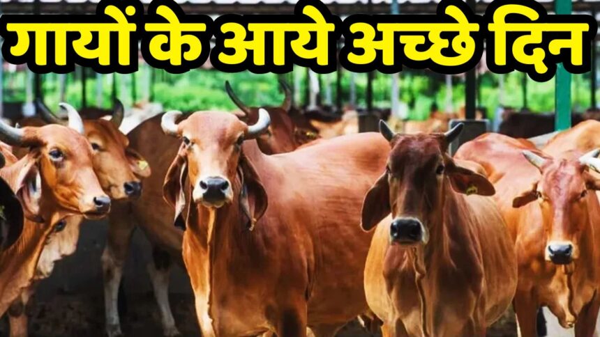 गायों के आये अच्छे दिन, पशुपालकों को CM Mohan Yadav ने दिया बड़ा तोहफा, आवारा पशुओं के लिए भी उठाया ये कदम