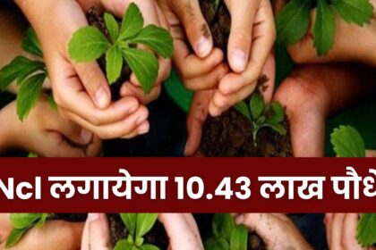 NCL Will Plant 10.43 Lakh Saplings : जंगल बसाने के दिशा में NCL के बढ़े कदम, 10.43 लाख पौधों से चमकेगी सिंगरौली किस्मत