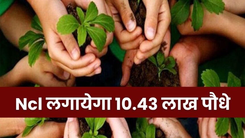 NCL Will Plant 10.43 Lakh Saplings : जंगल बसाने के दिशा में NCL के बढ़े कदम, 10.43 लाख पौधों से चमकेगी सिंगरौली किस्मत
