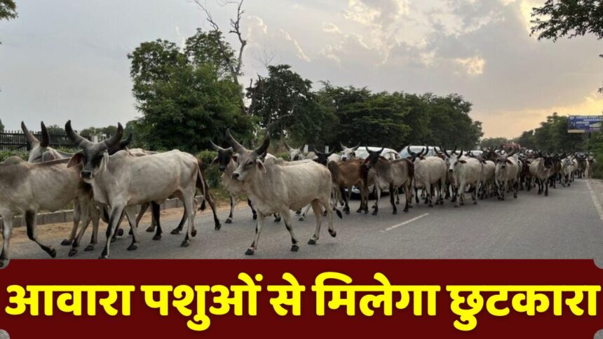 Mohan Cabinet Big Decision : मोहन कैबिनेट का बड़ा फैसला, अब सड़कों पर नहीं दिखेंगी गाय