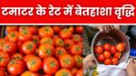 Singrauli MP Tomato Rate : टमाटर का अनार के साथ उठना बैठना शुरू, कीमतें हुई और भी ज्यादा लाल