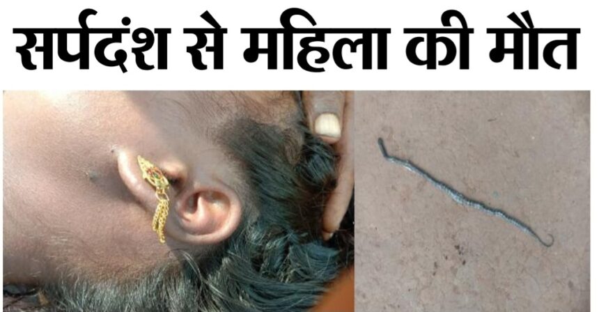 Snake Bite In Singrauli : मध्यप्रदेश के सिंगरौली में सो रही महिला को करैत साँप ने काटा, हुई मौत