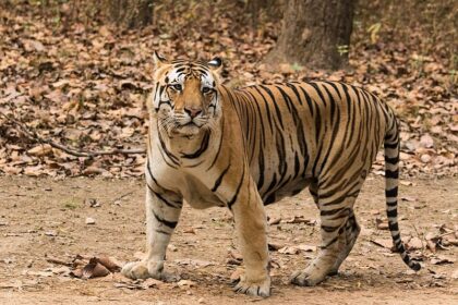 MP News बिजली का करंट लगाकर बाघ की हत्या करने करने वाले आरोपी गिरफ्ता