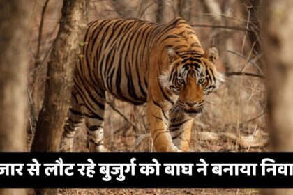 Sidhi Tiger Attack News: सीधी में बाघ ने बुजुर्ग आदमी को बनाया अपना निवाला, डर के वजह से घरों में दुबक गये लोग