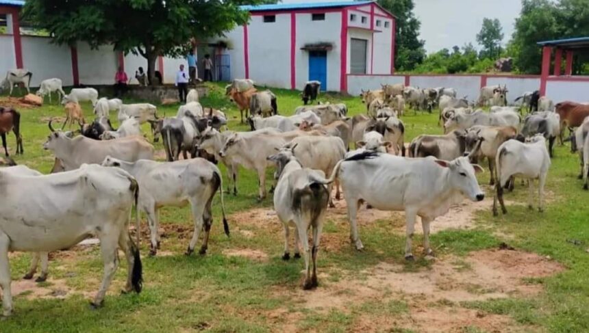 Katni News: पशु मालिकों द्वारा मवेशियों को खुला छोड़ना प्रतिबंधित, छोड़ने वालों पर होगी सख्त कार्रवाई