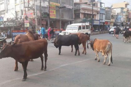 MP News : अब सड़क पर घूम रही गायों को नहीं कहा जाएगा आवारा, मोहन सरकार ने दिया नया नाम