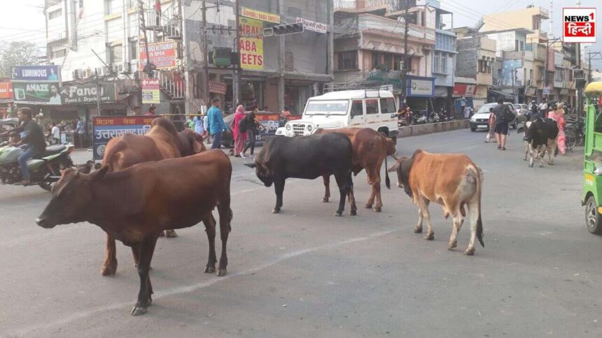 MP News : अब सड़क पर घूम रही गायों को नहीं कहा जाएगा आवारा, मोहन सरकार ने दिया नया नाम