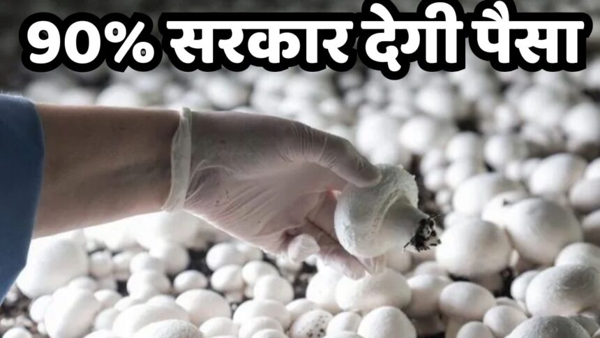 Mushroom Kit Distribution Scheme : एक छोटे से कमरे से शुरू करें ये शानदार बिजिनेस, बिजिनेस के लिए 90% सरकार देगी पैसा