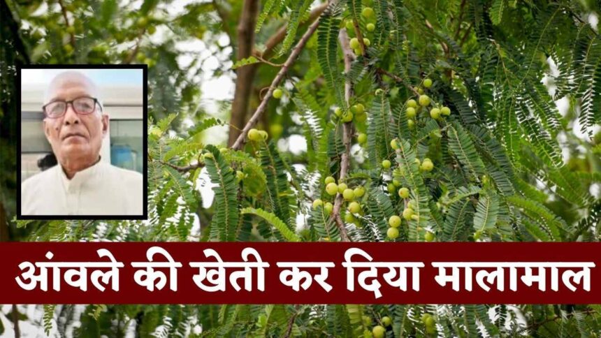 Singrauli News : आंवले की खेती कर किसान उमा प्रसाद ने दिखाई खेती की ताकत, कमा रहे लाखों